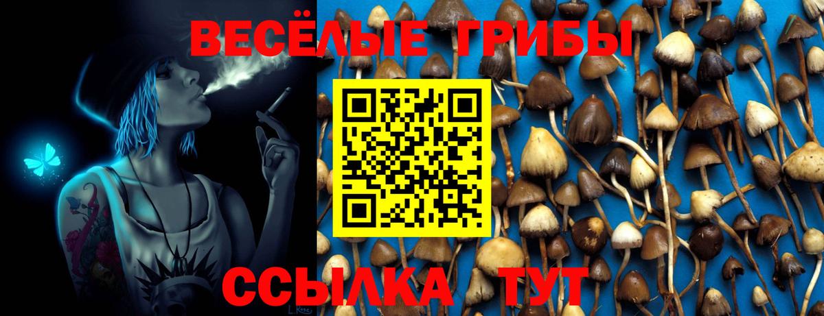 Гай  закладка  Вход с VPN  Галлюциногенные грибы Psilocybine cubensis 
